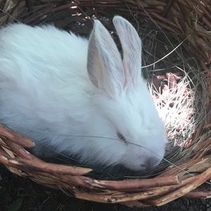 Meet your Posher, Ani